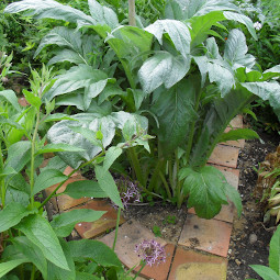 A simple stepping stone path in an artist’s garden